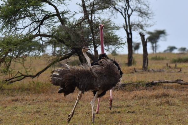 Hotel Ngorongoro Wild Camps